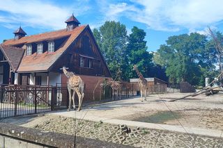ZOO we Wrocławiu podnosi ceny biletów. Powodem wyższe rachunki za prąd, wodę i ogrzewanie 
