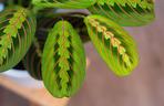 Maranta