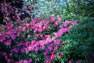 Zawsze w marcu robię oprysk oprysk azalii z Coca-Coli. Dzięki temu kwiat rośnie jak szalony. Sąsiedzi aż przystają i pytają się o mój sekret. Pielęgnacja azalii