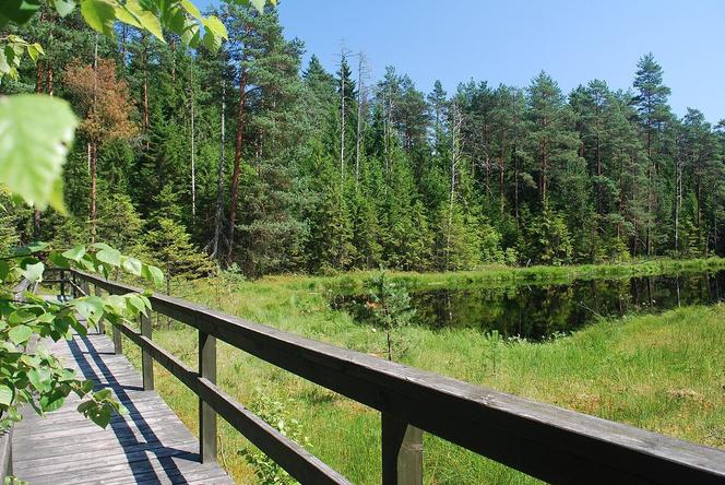 Wigierski Park Narodowy. To bezcenny obszar podlaskiej natury