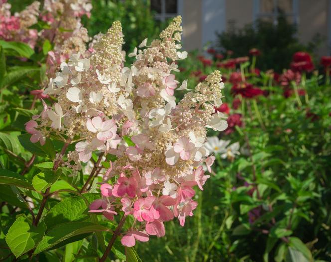 Hortensja bukietowa 'Pinky Winky'