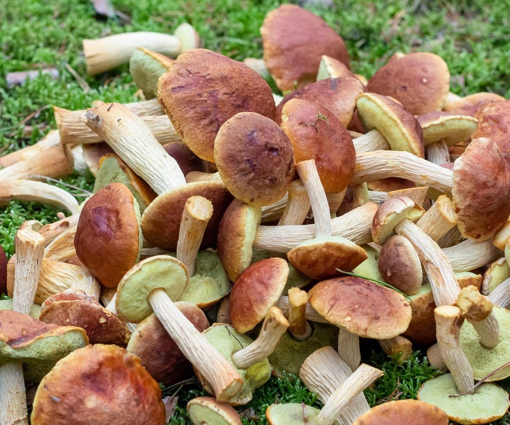 Ten egzotyczny grzyb rośnie nad polskim morzem. Idealny dla leniwych zbieraczy