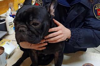 Łódź. 28-latek runął z psem z 9. piętra. Zwierzę przeżyło. Noc mu się nie stało [ZDJĘCIA]