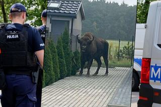 Alarm we wsi. Mieszkańcy spotkali żubra