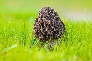 Smardze - wyróżniają się delikatnym orzechowym smakiem