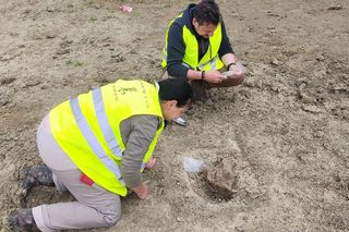 Szczątki mamuta odnalezione na budowie S17 w woj. lubelskim