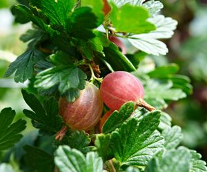 Agrest: polecane odmiany agrestu do uprawy w ogrodzie