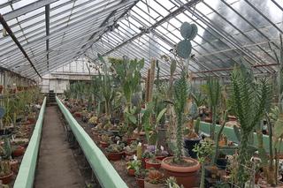 Kolekcja kaktusów w Bydgoszczy