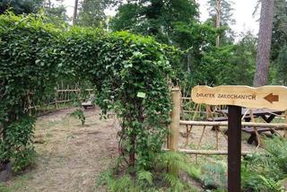 Leśne Arboretum w Kudypach. Jedno z piękniejszych miejsc na Warmii [ZDJĘCIA]