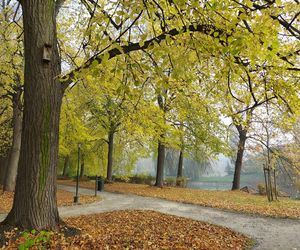 Zamojski Park jesienią