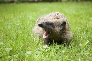 Pan Jerzy obrońca jeży