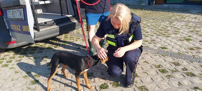 Strażnicy miejscy ruszyli na pomoc szczeniakowi