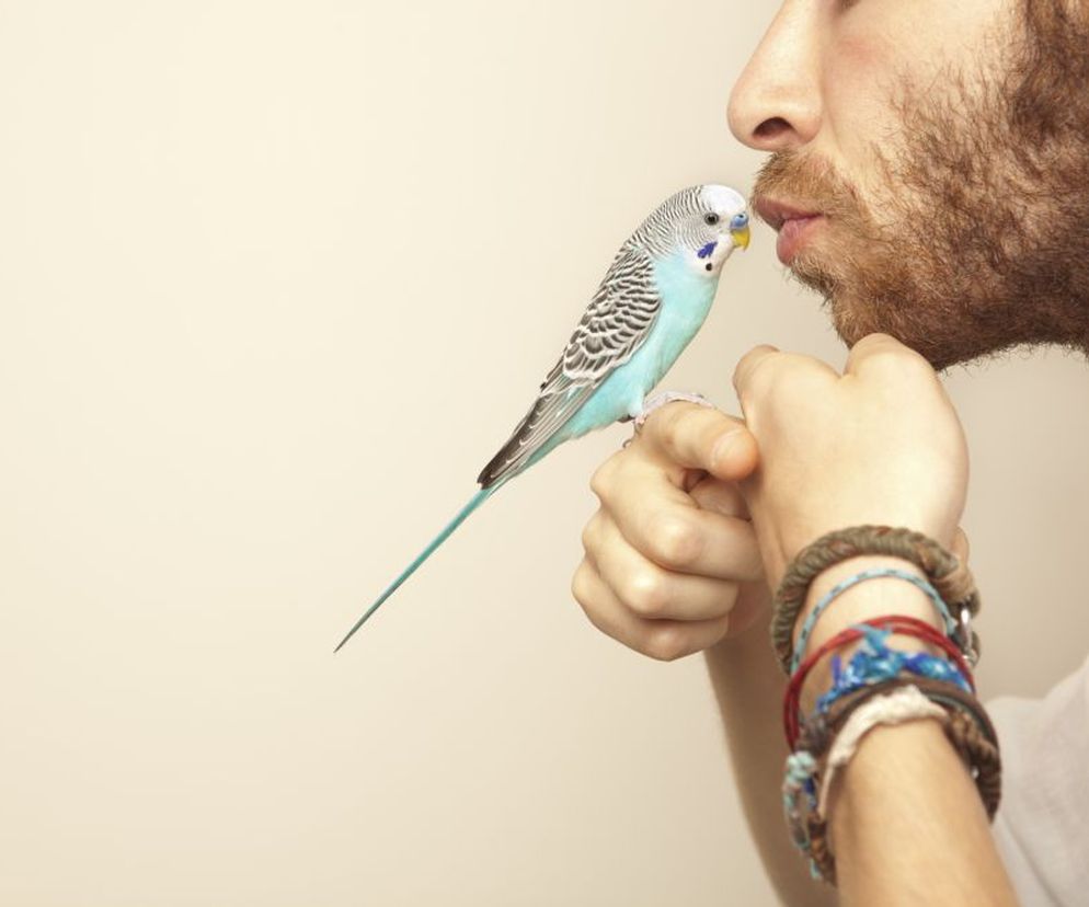 Ornitoza  ( papuzica ,  choroba ptasia ) to choroba odzwierzęca o podstępnym przebiegu. Jakie są przyczyny i objawy ornitozy? Jak przebiega leczenie? Jak można się zarazić? Jak zapobiec zakażeniu?