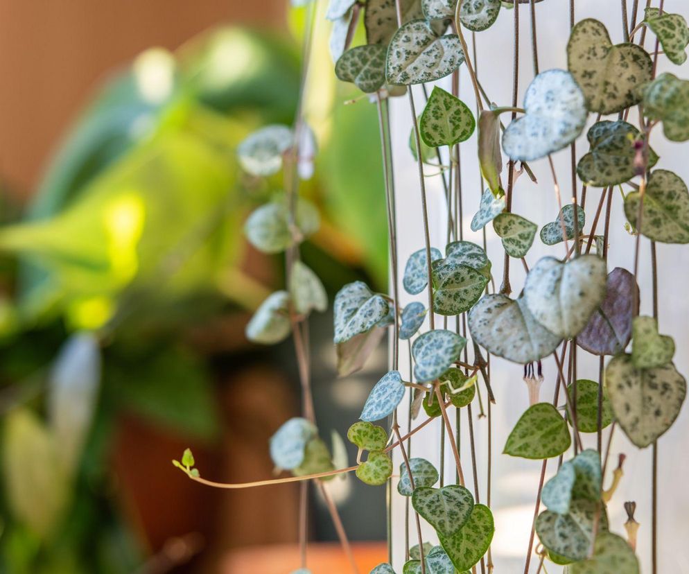 Ceropegia woodii