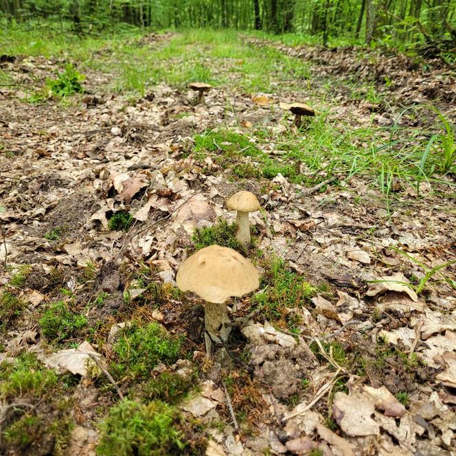 Wysyp grzybów w woj. lubelskim! Wszyscy chwalą się obfitymi zbiorami! Zobacz