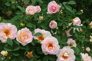 Odmiany róż: róża parkowa
