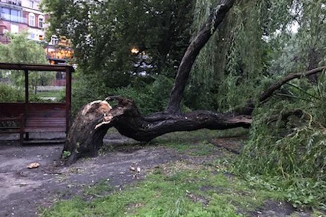 Potężna burza przeszła wieczorem przez Bydgoszcz. Zalane ulice i piwnice. Wiatr połamał wierzbę na Wyspie Młyńskiej!