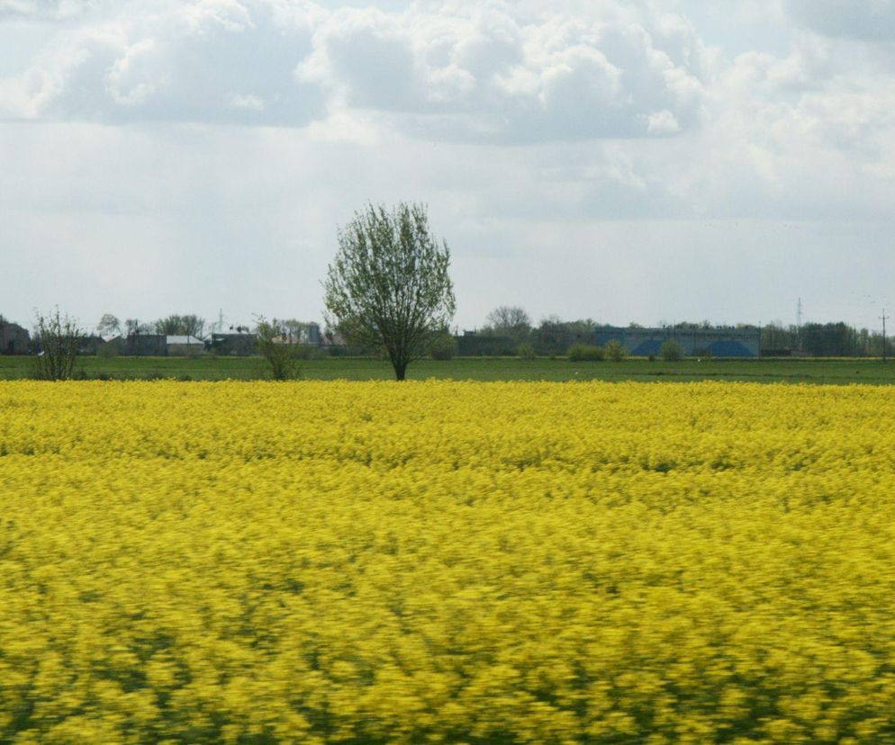 Żółte pole kwitnącego rzepaku z samotnym drzewem na tle pochmurnego nieba i zabudowań wiejskich symbolizuje obfitość upraw, takie jak soja, które rolnicy planują na nowy sezon. Więcej o rolnictwie i opłacalności upraw przeczytasz na portalu Super Biznes.