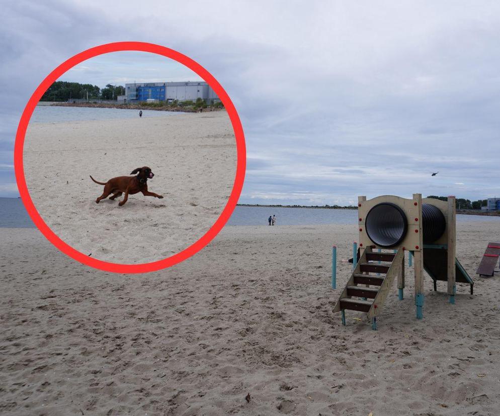 Jedyne takie miejsce na plażowej mapie Gdańska. Właściciele psów powinni o nim wiedzieć!