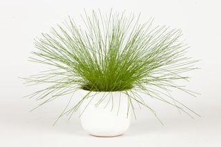 Rośliny doniczkowe - sitowie