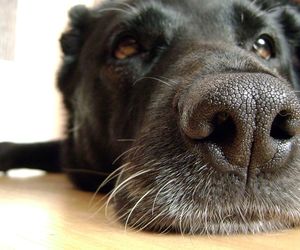 Sylwestrowy Patrol Animalsów pomoże szukać zbłąkanych zwierząt