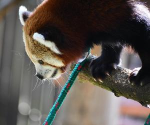 Cud narodzin w poznańskim zoo! Czekali na to ponad 20 lat