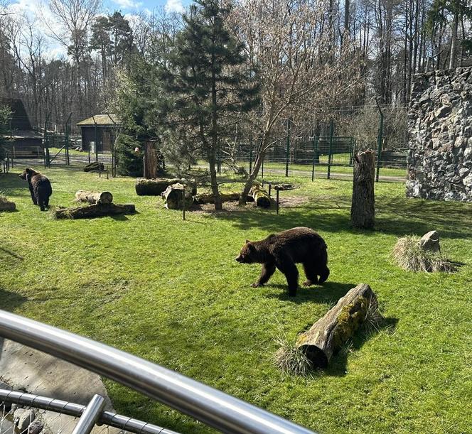 Nowe niedźwiedzie w zoo Akcent w Białymstoku