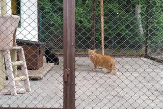Koty krakowskiego schroniska dla zwierząt potrzebują pomocy. Daj im dom, albo chociaż koc