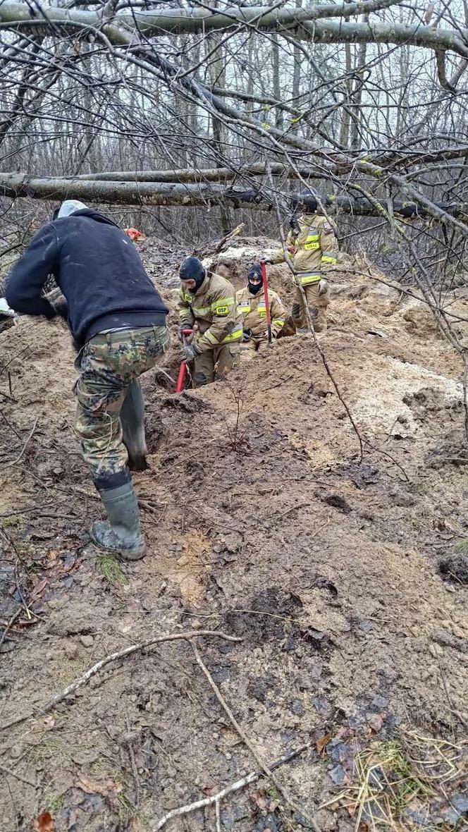 Lubelskie. Szczeniaki uwięzione w lisiej noże. Strażacy kopali w zmarzniętej ziemi przez 3 godziny