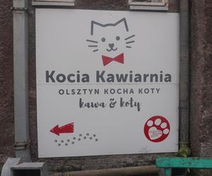 Kocia kawiarnia w Olsztynie się zamyka. Jaki los czeka koty? [ZDJĘCIA]