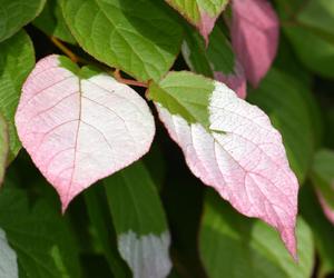 Aktinidia pstrolistna