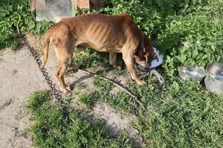 Są wyniki zmarłego Juniora, którego zabrano z posesji pod Braniewem. Uratowano kolejnego psa [ZDJĘCIA]