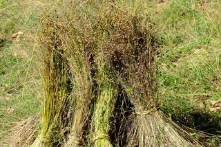 Lniane żniwa w Skansenie. Powrót do przeszłości w Lublinie