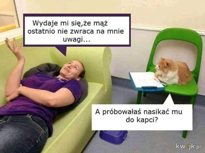 Dzień Kota 2020
