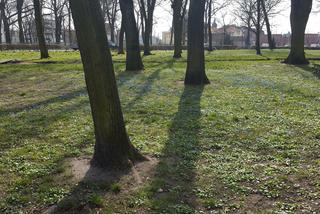 Żółte i niebieskie symbole wiosny w Lesznie