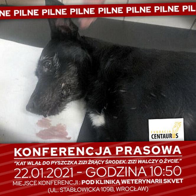 Wrocław. Wlał psu do pyska żrący środek. Pilnie szuka go policja