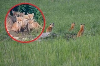 Te futrzaki to niezwykle rzadki widok! Małopolscy leśnicy pokazali niezwykłe nagranie