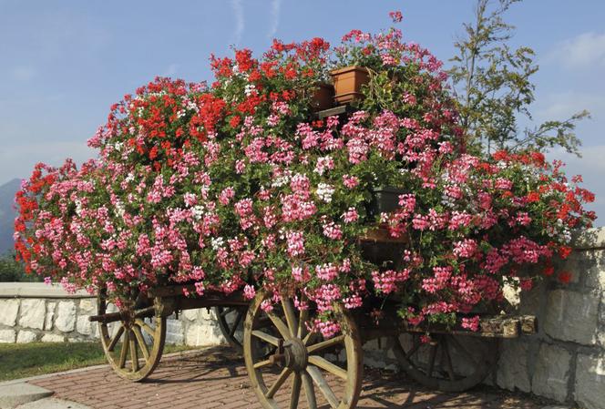 Pelargonia bluszczolistna