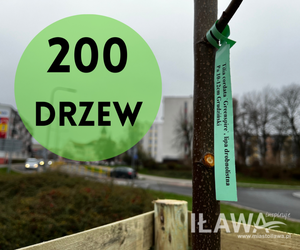 200 nowych i młodych drzew w Iławie. Władza stawia na zieleń