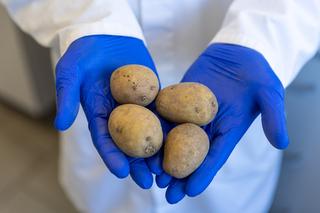 Sok z ziemniaka na raka