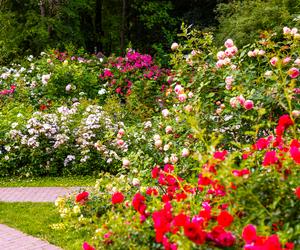 7 najładniejszych ogrodów botanicznych w Polsce. Kiedy je odwiedzić i gdzie są?