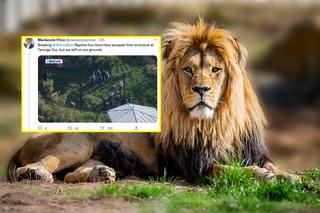 Horror! Pięć lwów uciekło z zoo. Dramatyczny apel do mieszkańców!