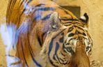 Nowy mieszkaniec w śląskim zoo. Tygrys Tiber już zachwyca odwiedzających 