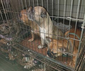 Nielegana hodowla psów w dwupokojowym mieszkaniu