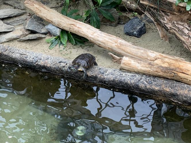 Egzotarium w Sosnowcu gotowe. Tak wygląda przed otwarciem