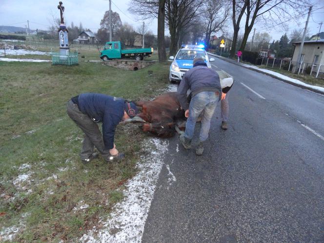 Zabił konia mercedesem. Nietypowy wypadek w Orzeszu 