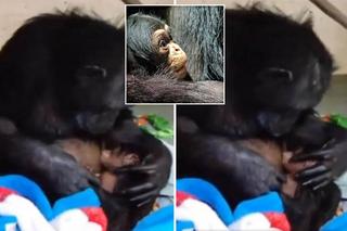 Szympansica myślała, że jej młode nie żyje. Jej reakcja po tym, gdy odkryła prawdę, wyciska łzy!