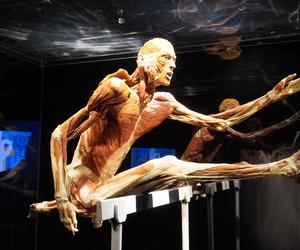 Wystawa z ludzkiego ciała. Body Worlds powróciła do Gdańska po 5 latach 