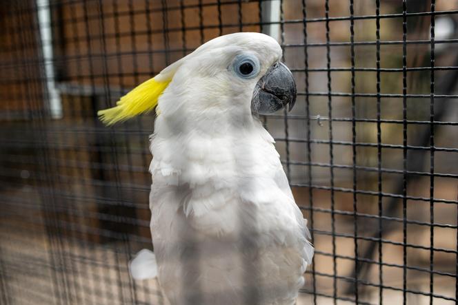 Ogród zoologiczny im. Stefana Milera w Zamościu