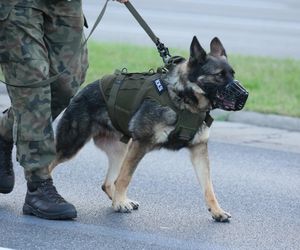 Defilada Wojska Polskiego bez psów. Upały pokrzyżowały plany. Znamy szczegóły